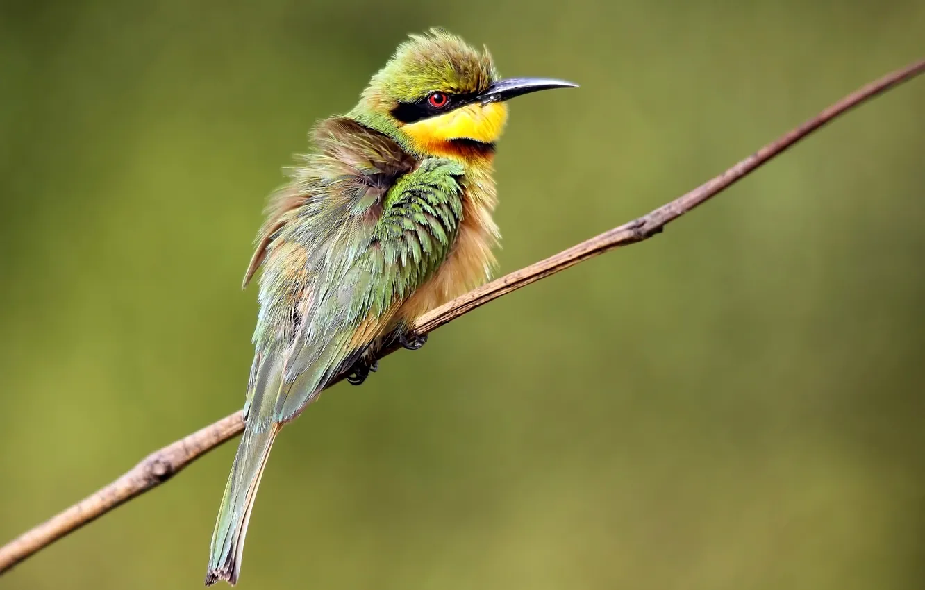 Photo wallpaper bird, branch, feathers, beak, tail