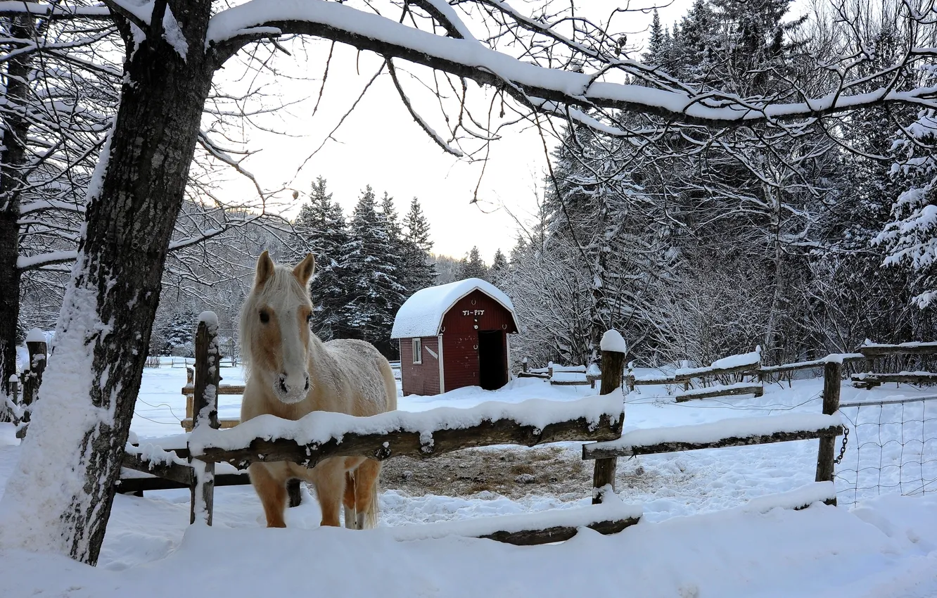 Photo wallpaper winter, snow, trees, horse, corral