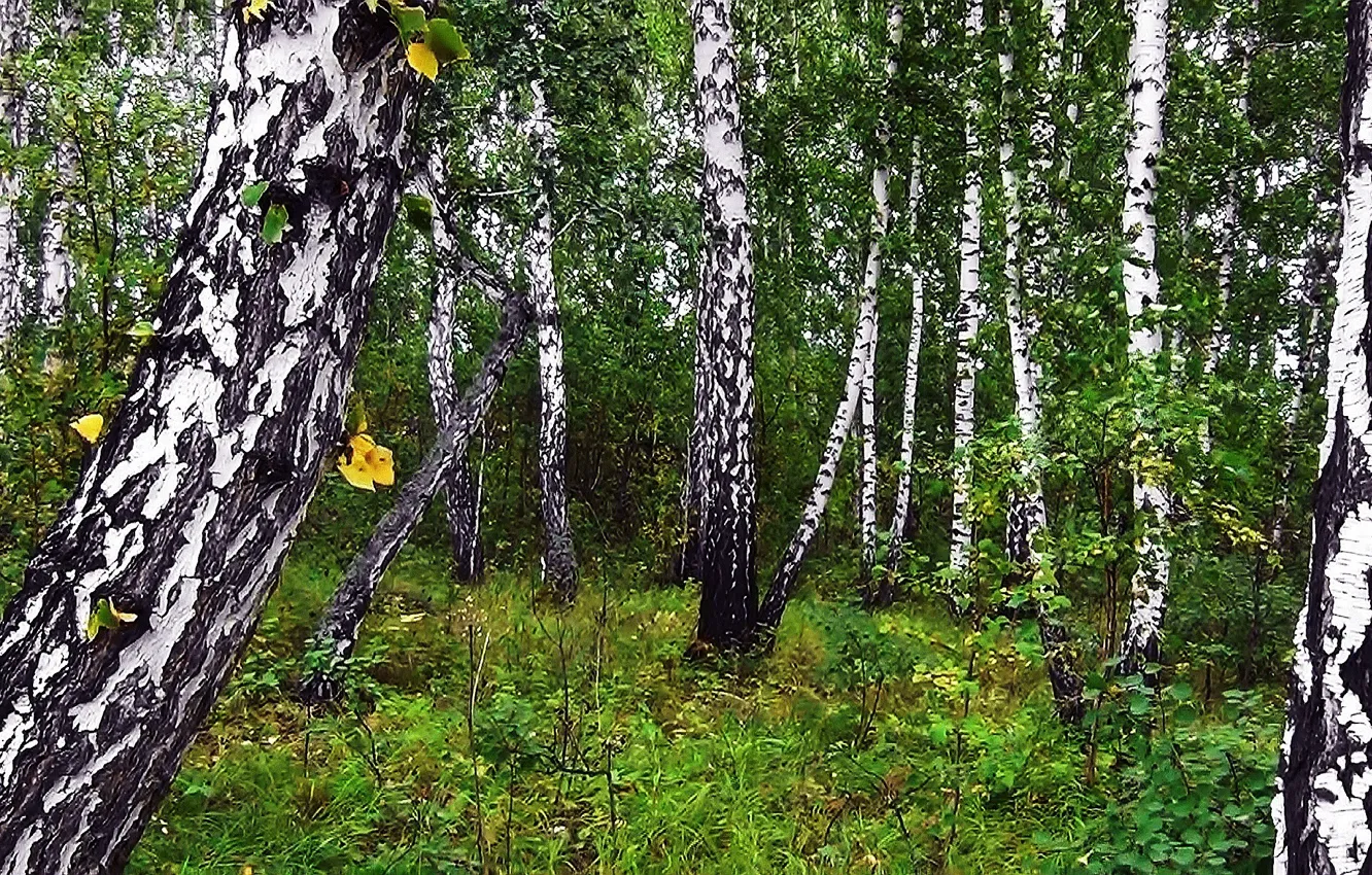 Photo wallpaper autumn, forest, nature, background, Siberia, Birch