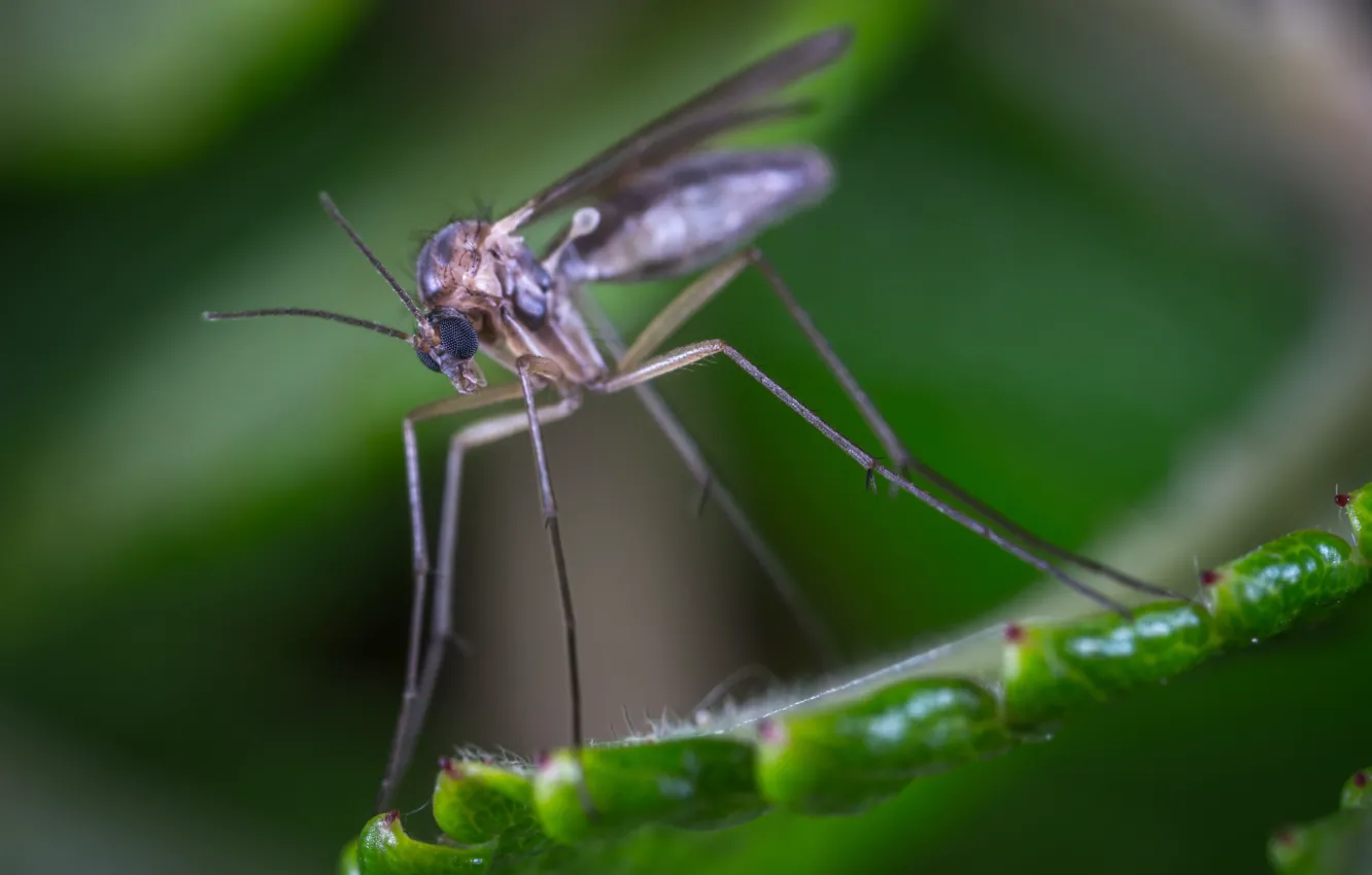 Photo wallpaper macro, plant, paws, insect, close-up, macro, insect, Egor Kamelev