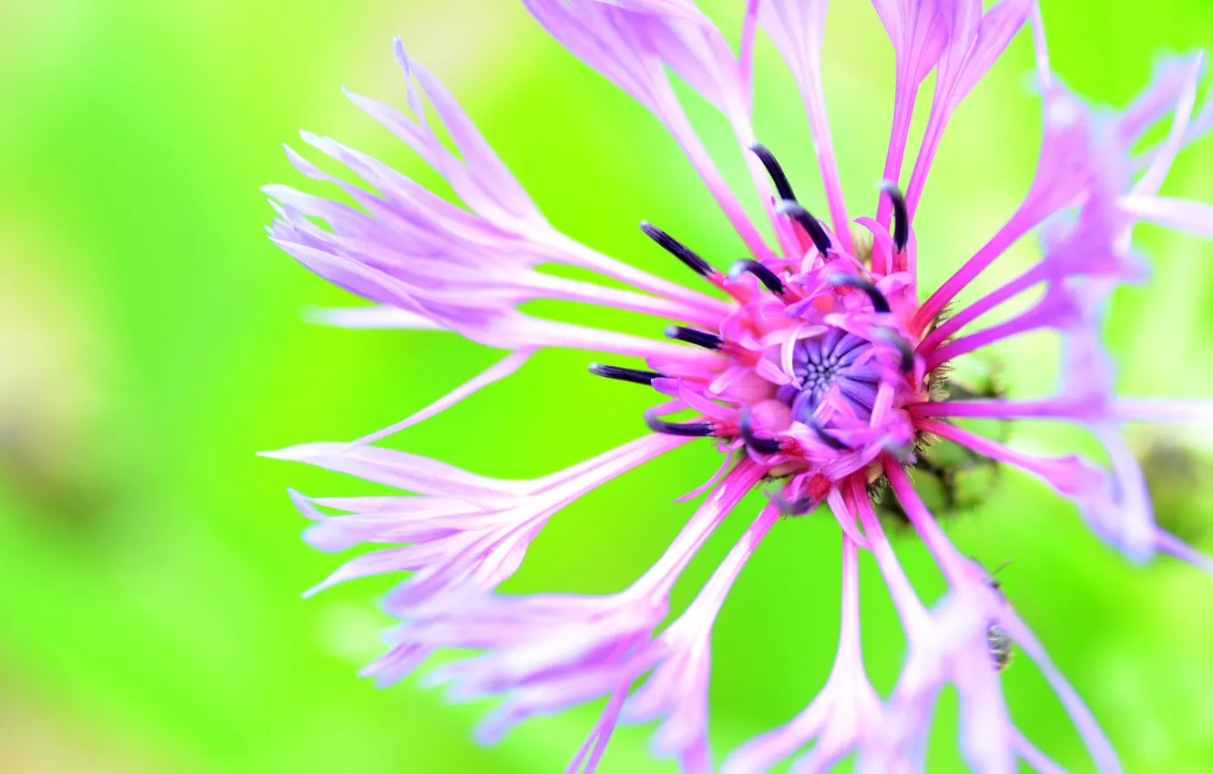 Photo wallpaper flowers, background, cornflowers