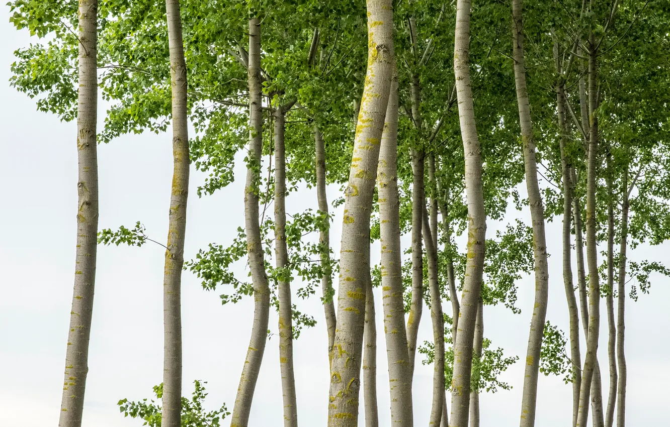 Photo wallpaper leaves, trees, trunk, crown