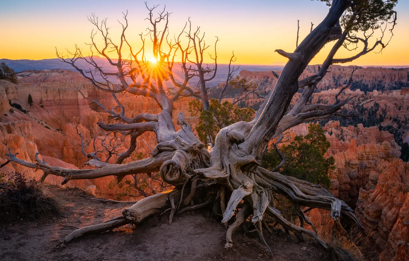 Photo wallpaper the sun, trees, mountains, branches, open, height, dal, canyon