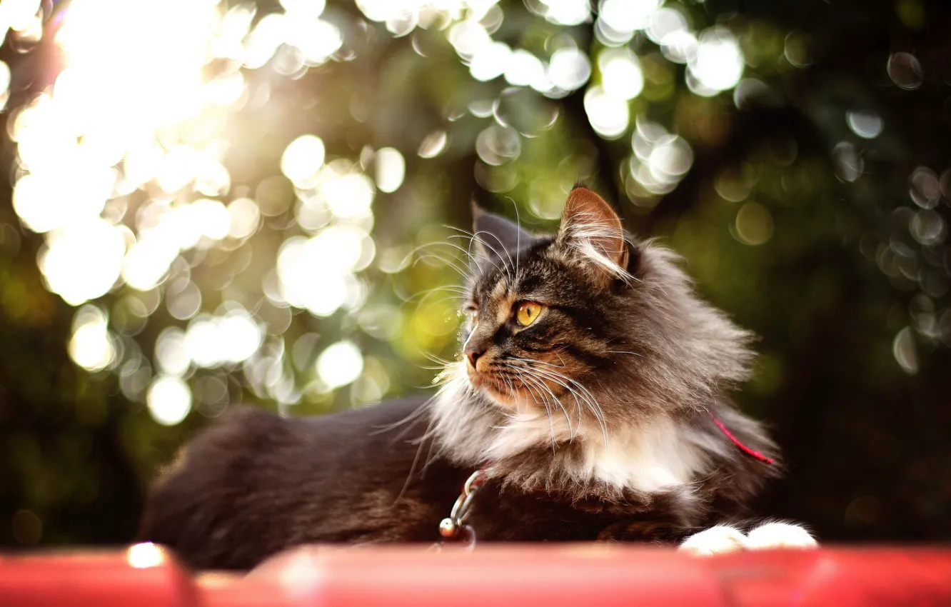 Photo wallpaper cat, summer, background
