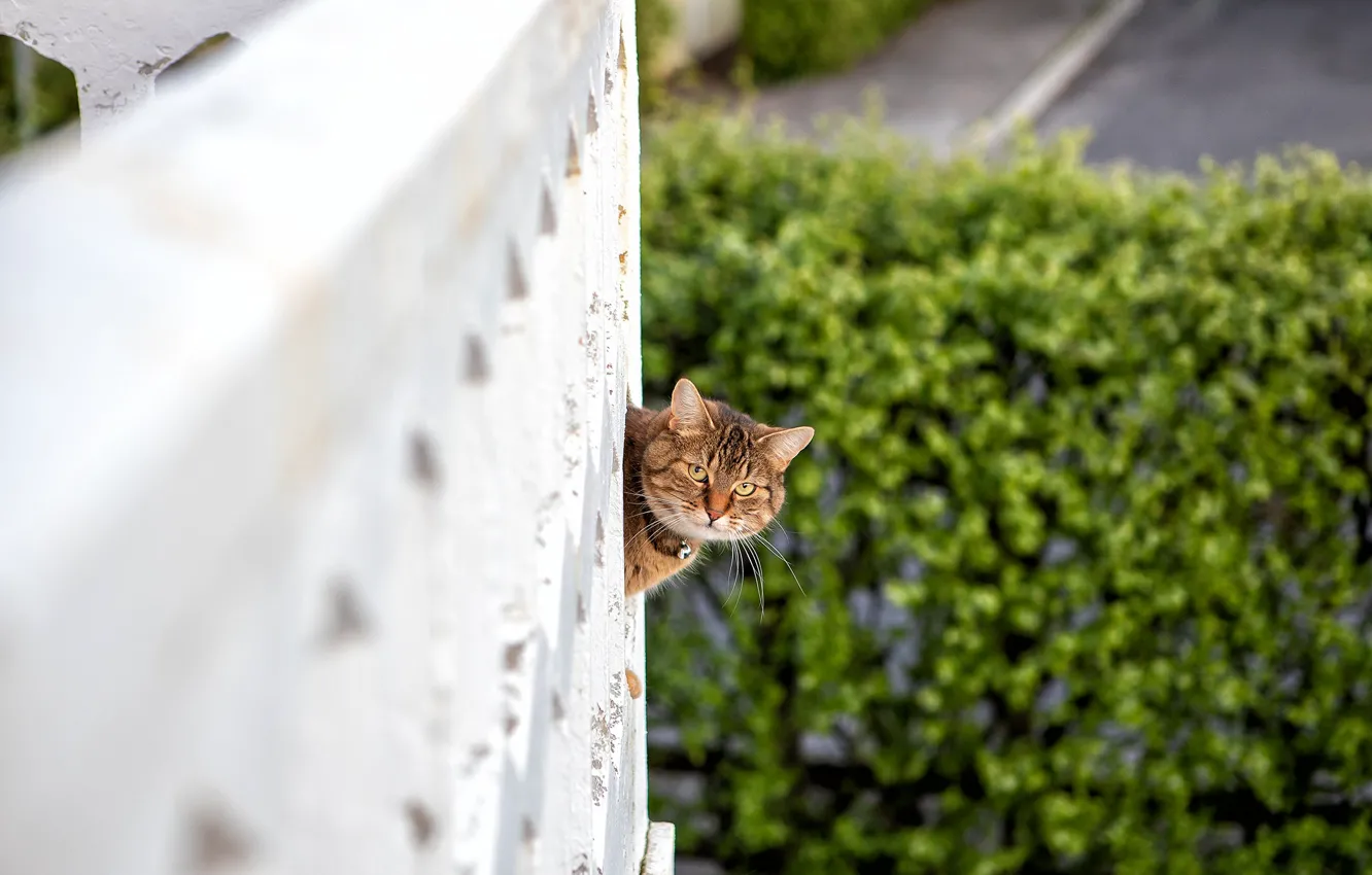 Photo wallpaper cat, look, muzzle, balcony