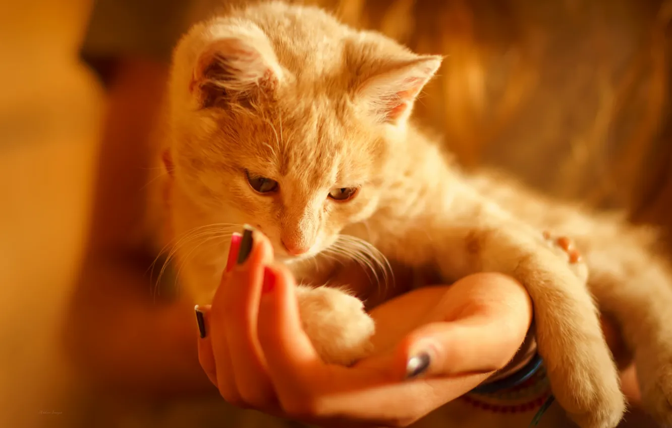 Photo wallpaper cat, comfort, hands