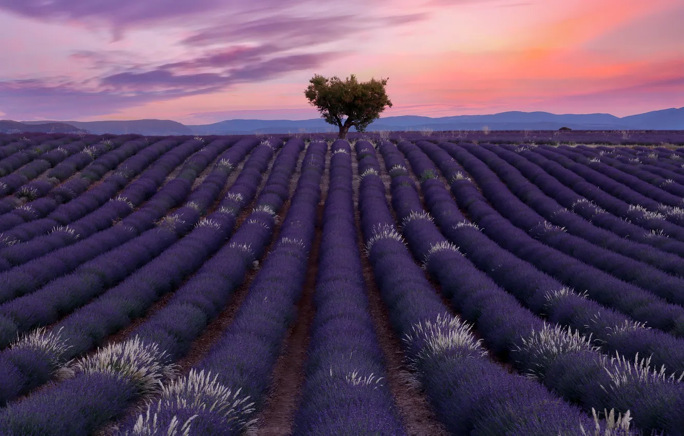Photo wallpaper summer, trees, sunset, flowers, dal, the evening, a number, lavender