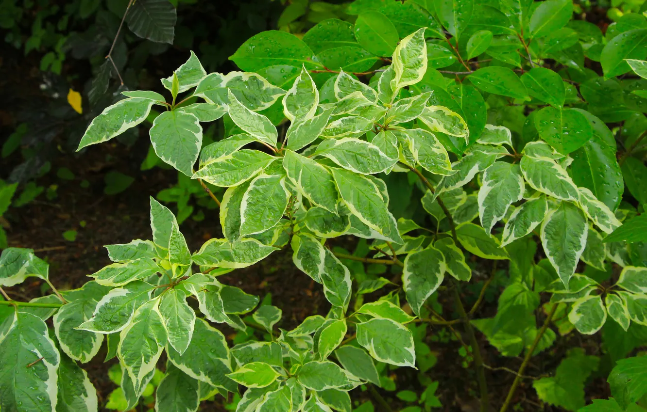 Photo wallpaper leafs, plant, twig