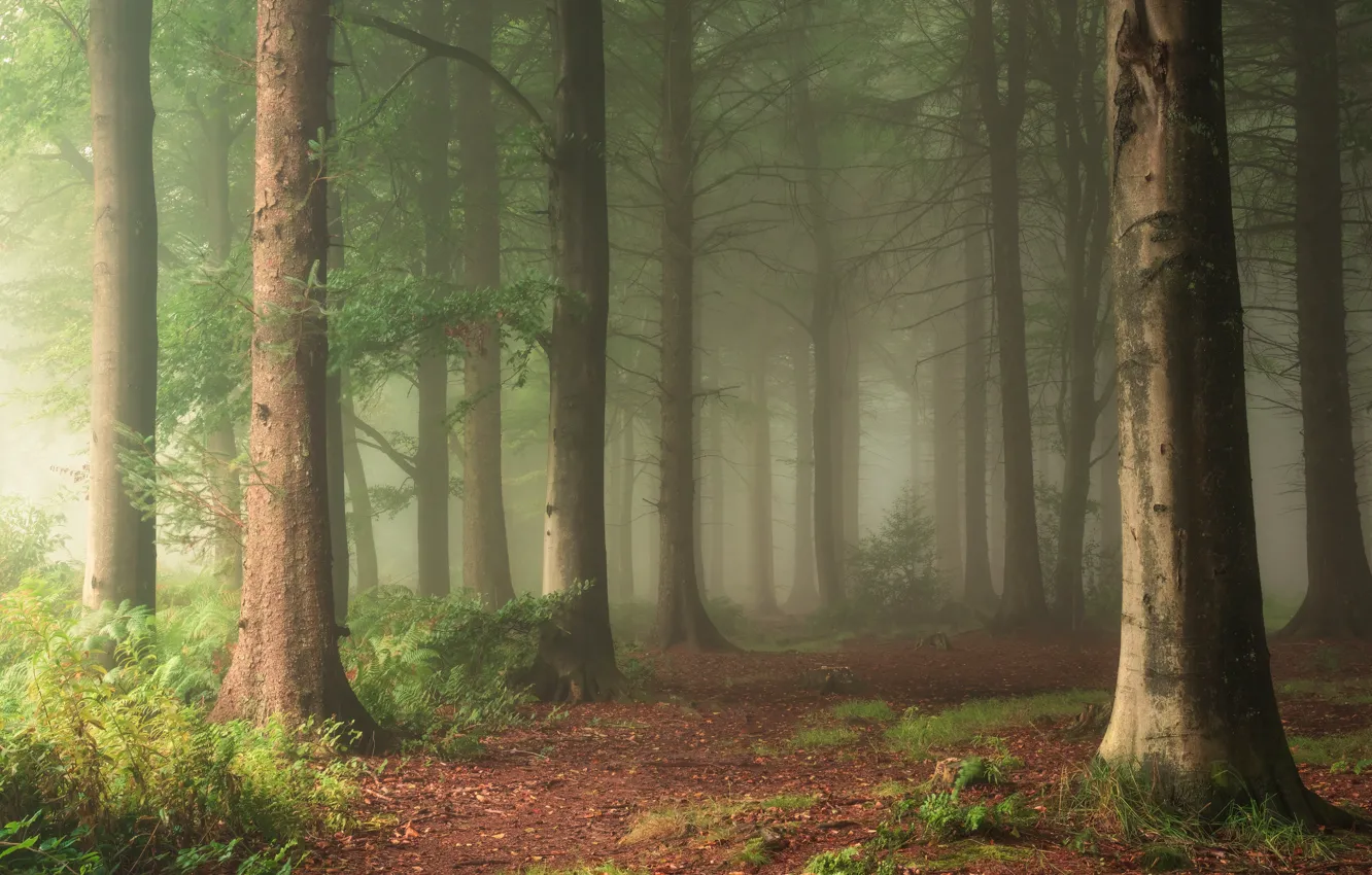 Photo wallpaper forest, trees, branches, nature, fog, Park, morning, haze