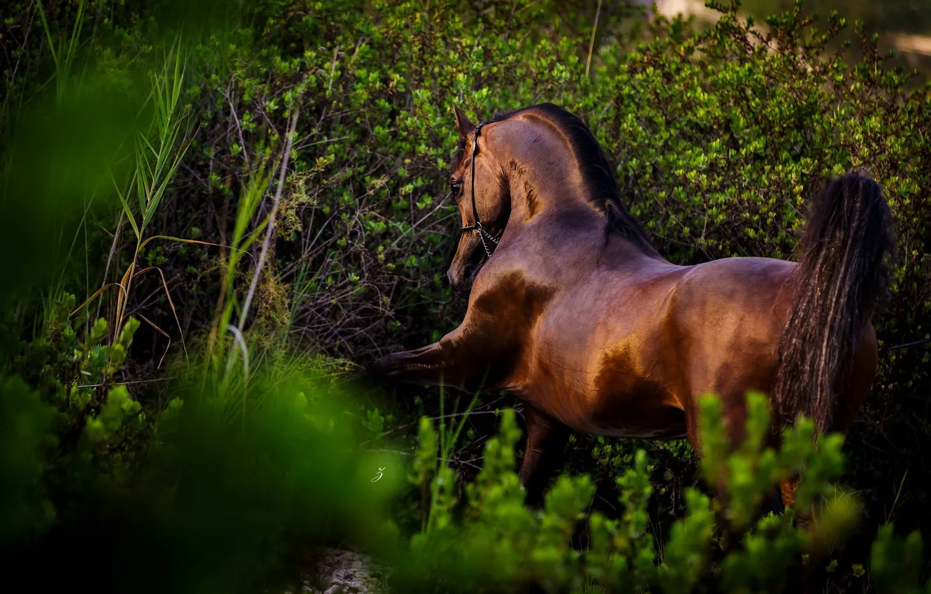 Photo wallpaper horse, thickets, horse, stallion, chestnut, Arab
