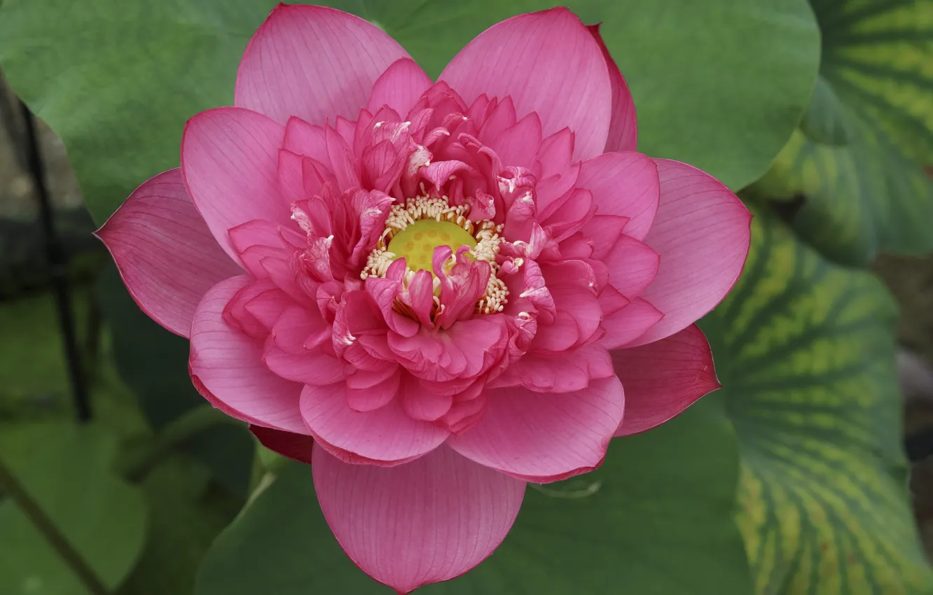 Photo wallpaper flower, summer, Lotus, flowering