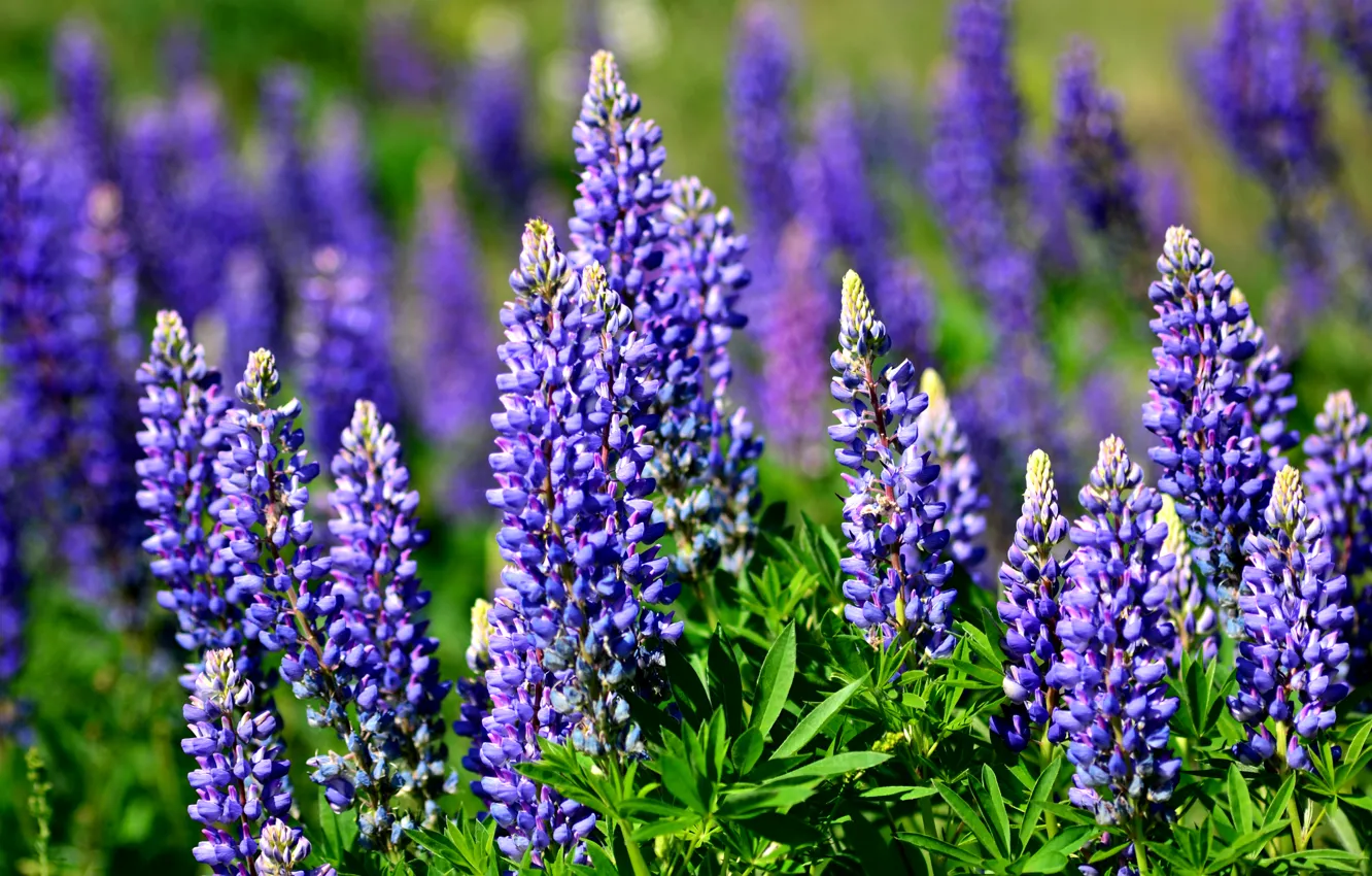 Photo wallpaper summer, blue, meadow, lupins