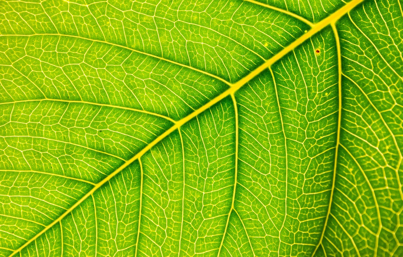 Photo wallpaper macro, sheet, green, background, green, texture, macro, leaf