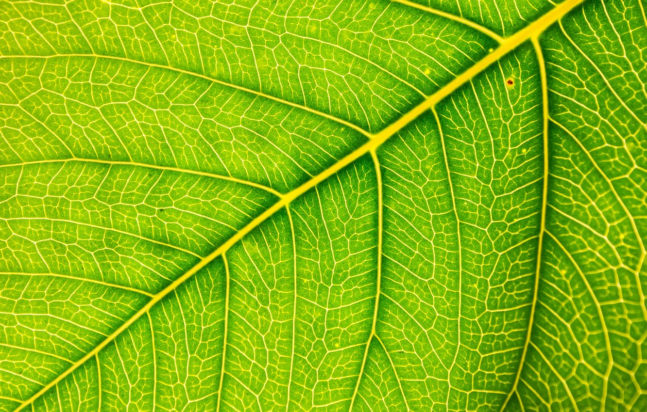 Photo wallpaper leaves, macro, green, background, green, texture, macro, leaf