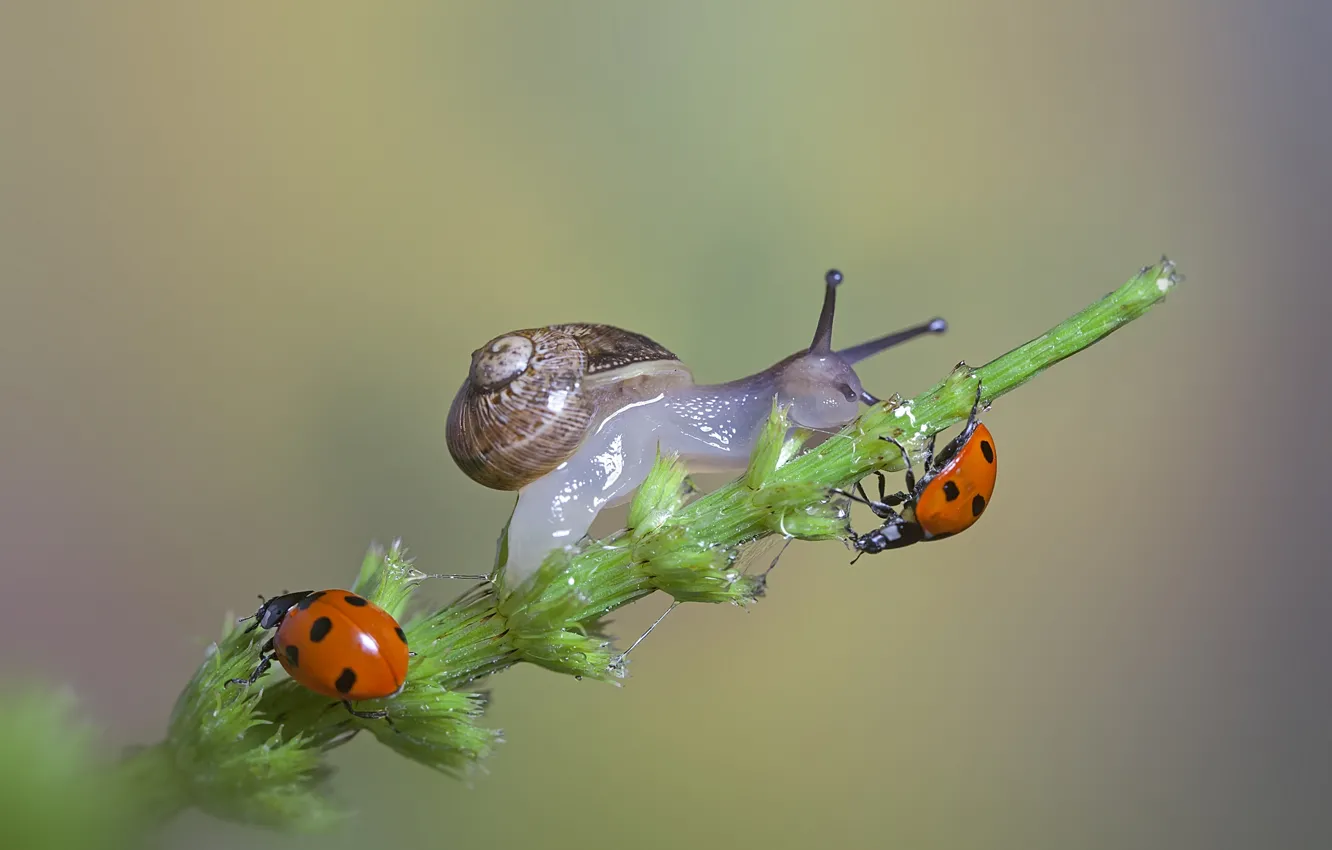 Photo wallpaper macro, snail, ladybugs, a blade of grass, macro, a blade of grass, ladybugs, the snail