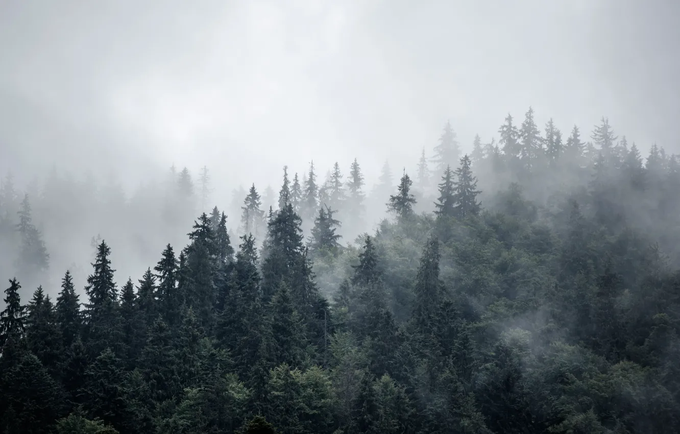 Photo wallpaper forest, trees, nature, fog