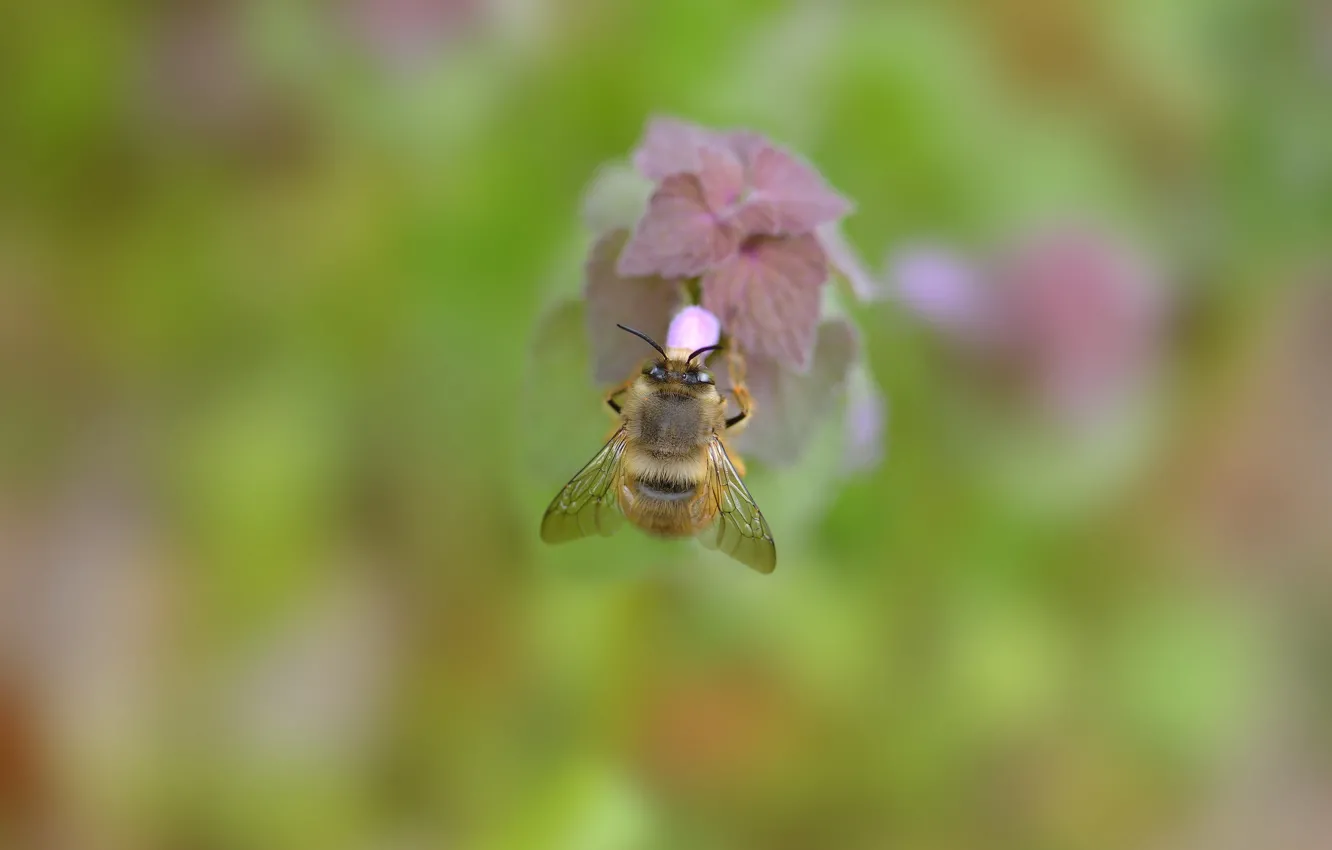 Photo wallpaper background, plant, bumblebee