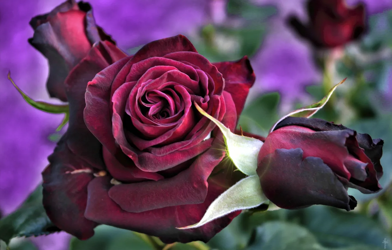 Photo wallpaper macro, roses, buds, Burgundy