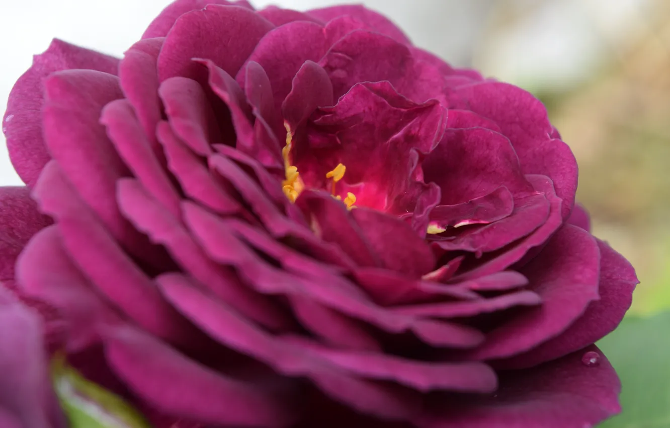Photo wallpaper flower, purple, Rose