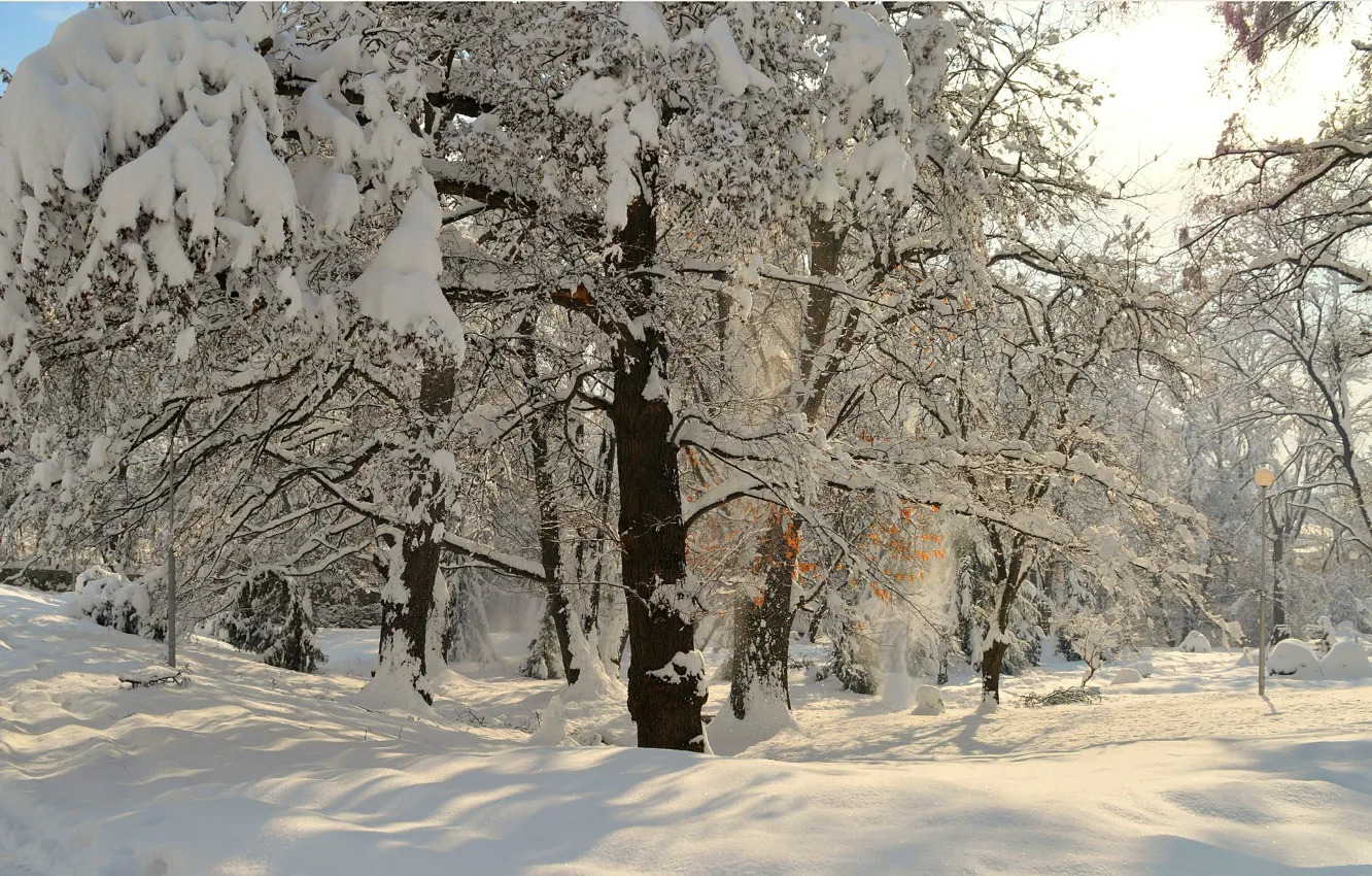 Photo wallpaper winter, snow, Park, frost, park, winter, snow, frost