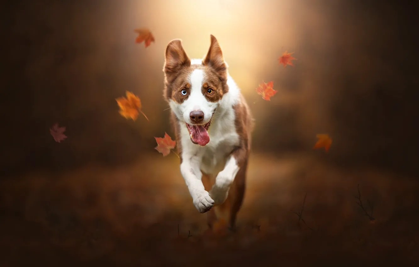 Photo wallpaper autumn, language, face, leaves, dog, running, walk, bokeh