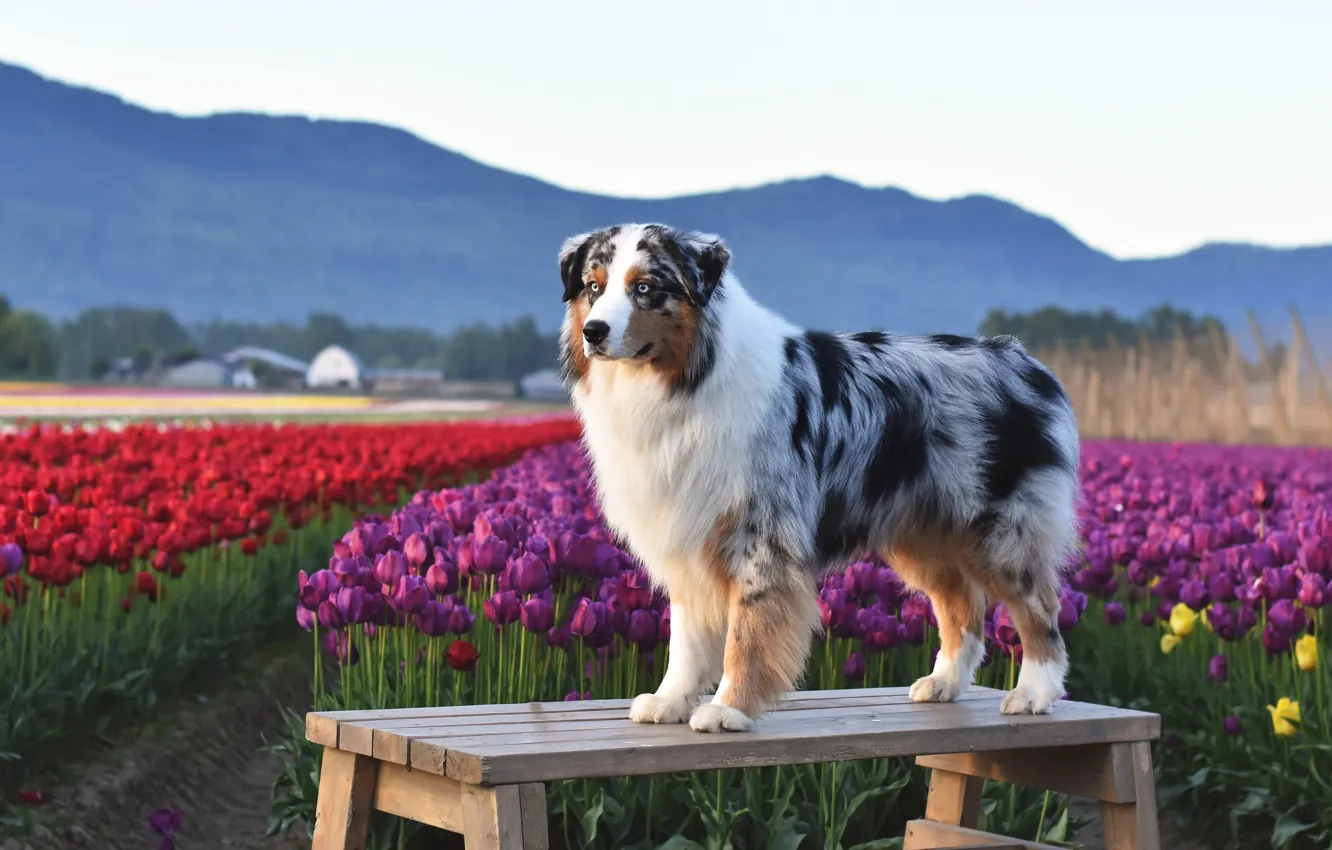 Photo wallpaper field, the sky, look, flowers, mountains, bench, red, pose