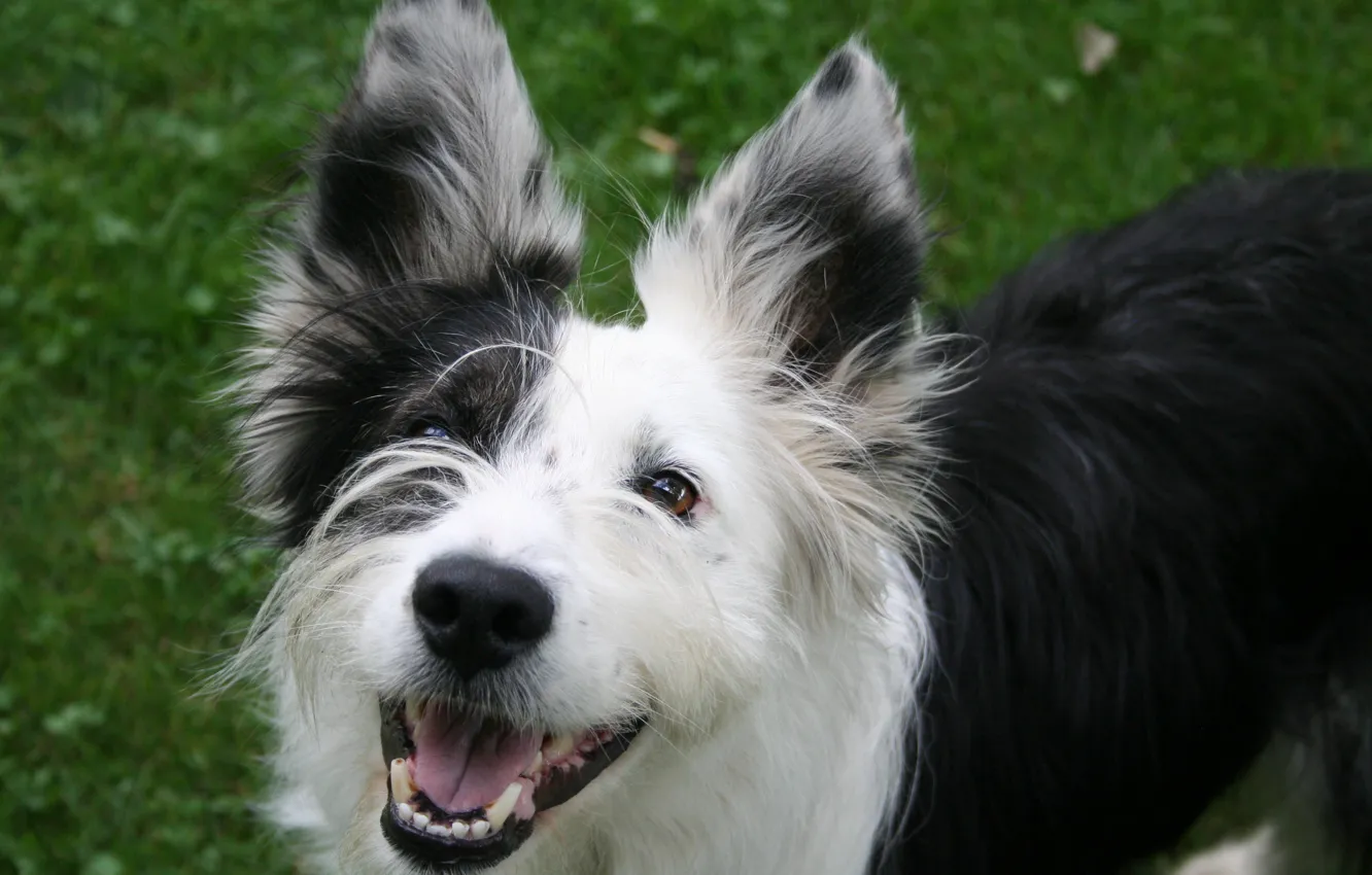 Photo wallpaper summer, grass, dog, brown eyes, smiling