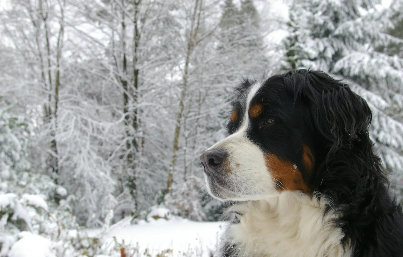 Photo wallpaper winter, face, dog