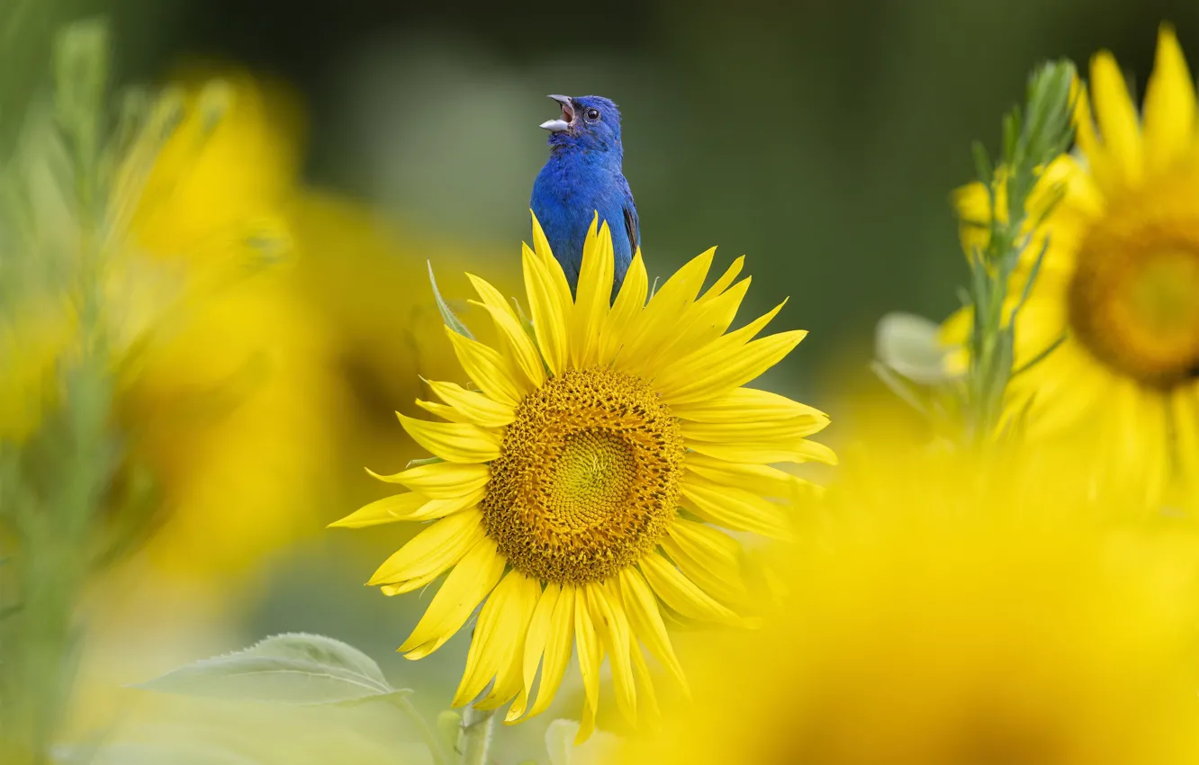 Photo wallpaper sunflowers, flowers, bird