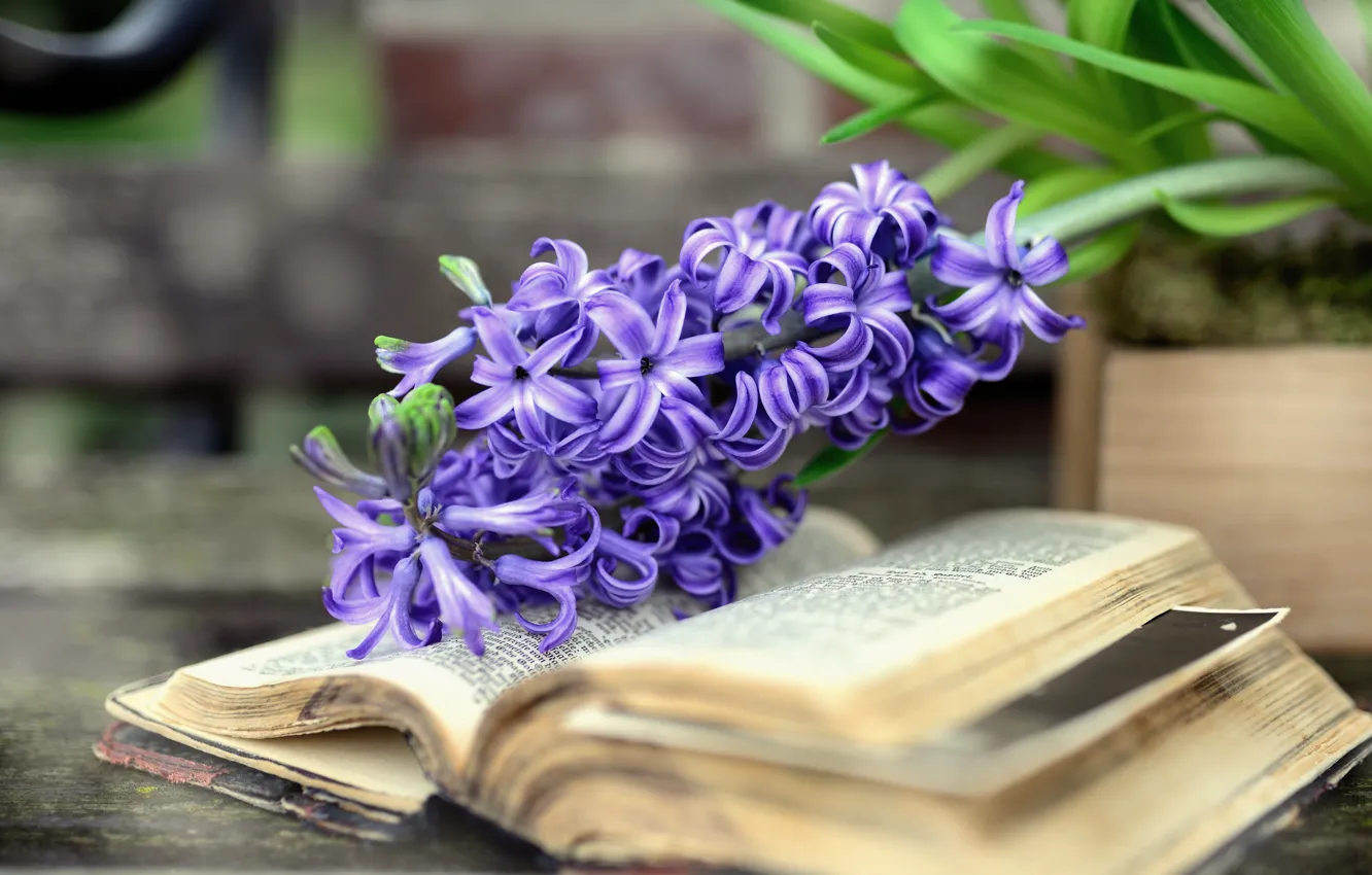 Photo wallpaper flowers, photo, Board, spring, book, old, still life, box