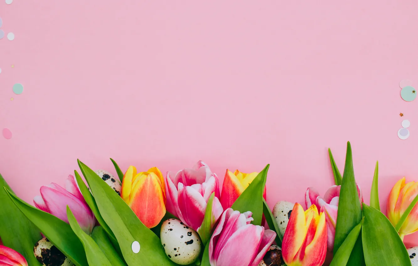 Photo wallpaper flowers, spring, tulips, pink background