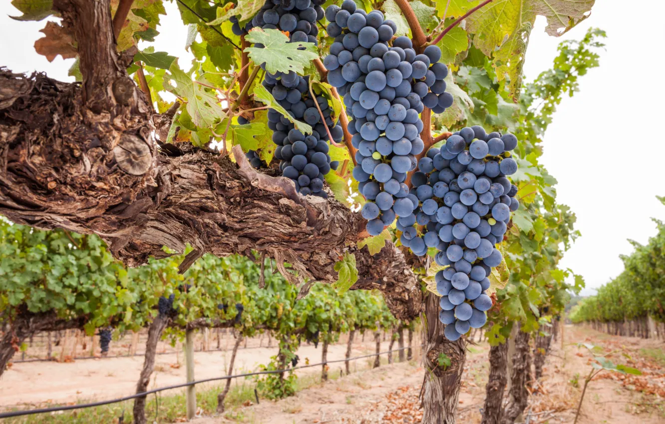 Photo wallpaper grapes, bunches, vine