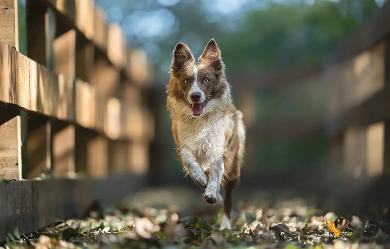 Photo wallpaper nature, animal, foliage, the fence, dog, running, dog, the border collie