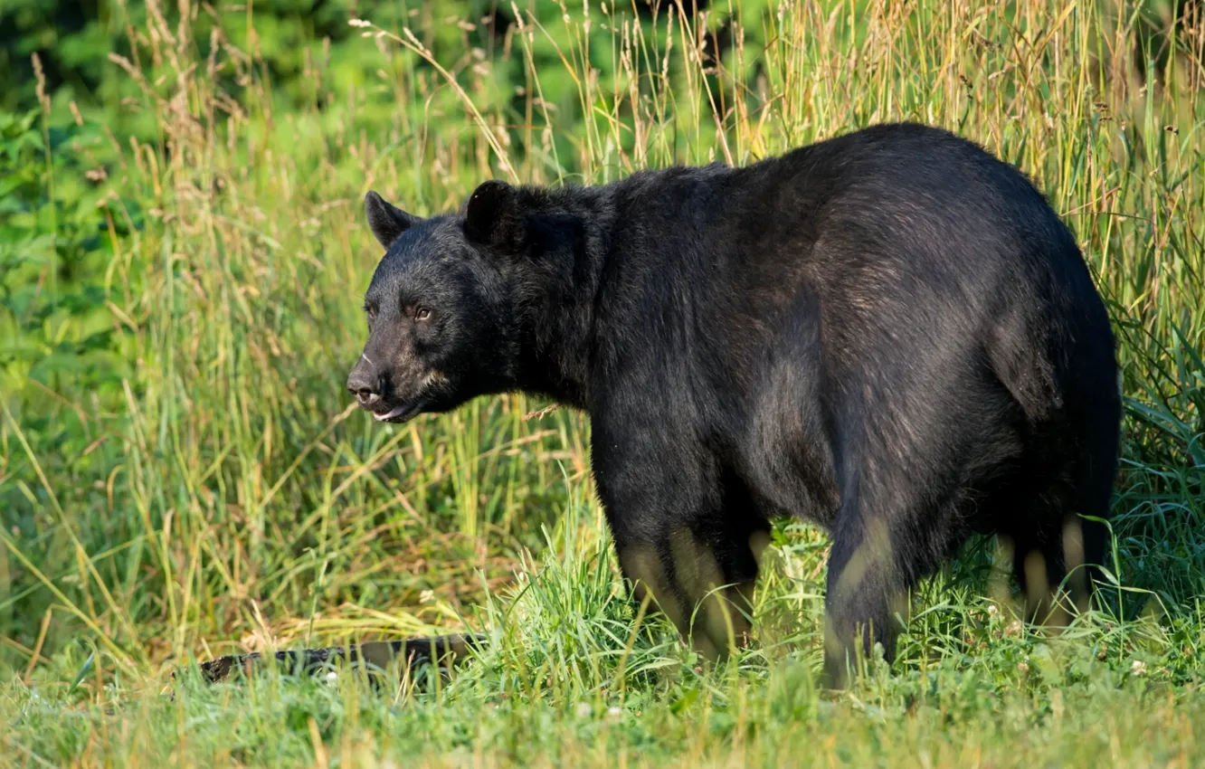 Photo wallpaper grass, predator, American black bear
