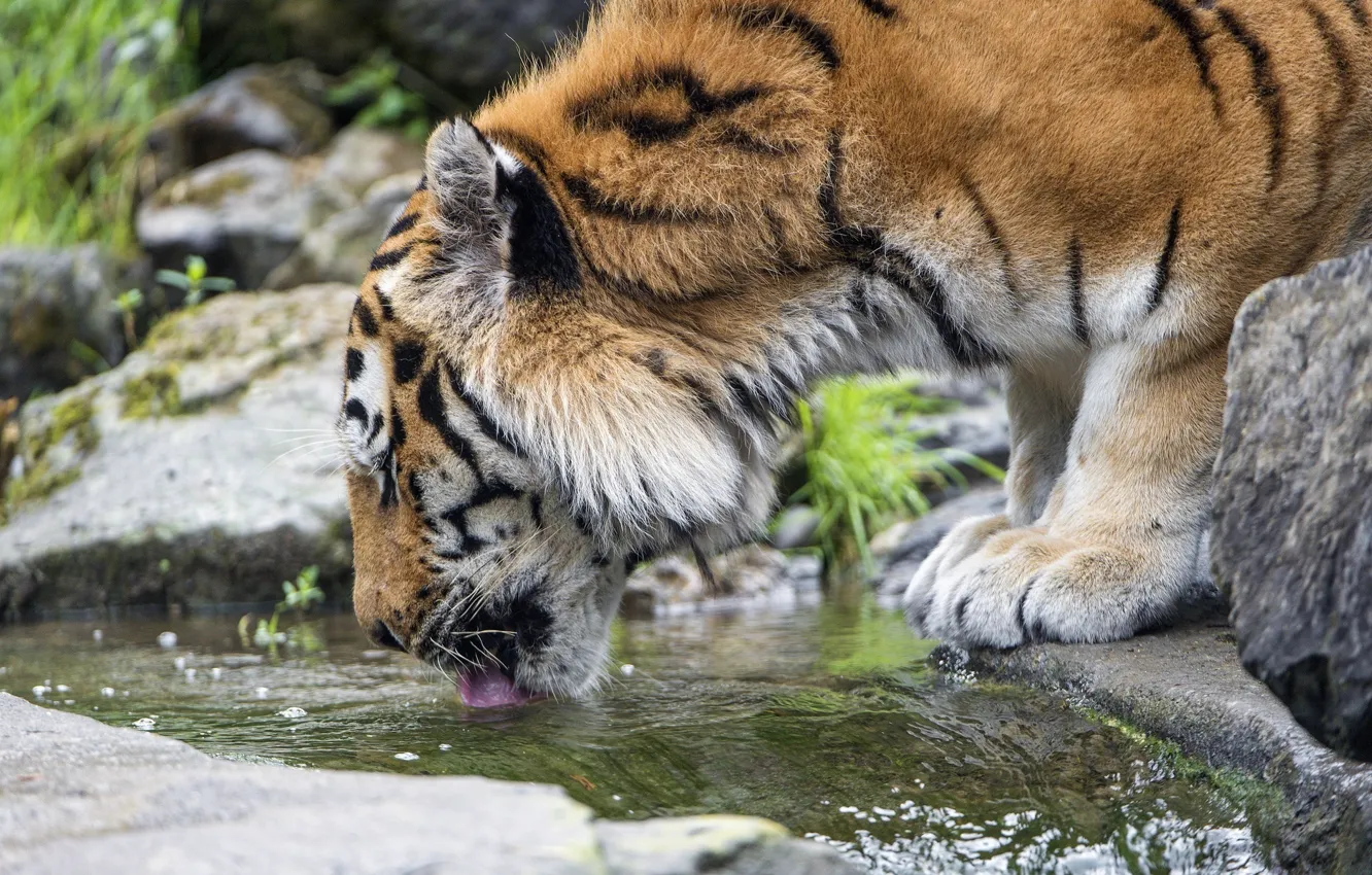 Photo wallpaper face, predator, drink, wild cat, the Amur tiger
