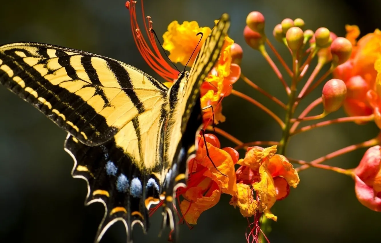 Photo wallpaper flowers, butterfly, orange, swallowtail, Papilio swallowtail