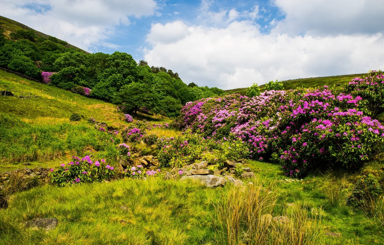 Photo wallpaper the sky, clouds, trees, flowers, stones, hills, shrub