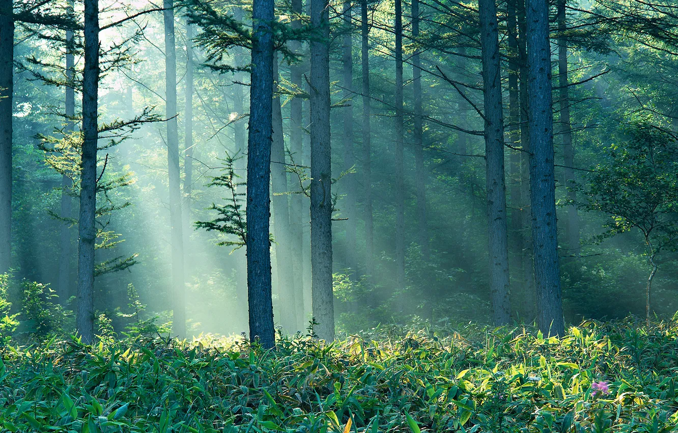 Photo wallpaper forest, summer, the sun, rays, nature, fog, morning