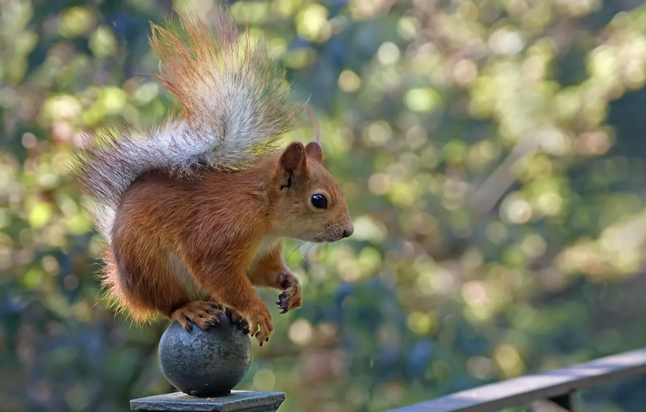 Photo wallpaper animal, bokeh, rodent, gentle, Alexey Cheplenko, The squirrel on the balloon