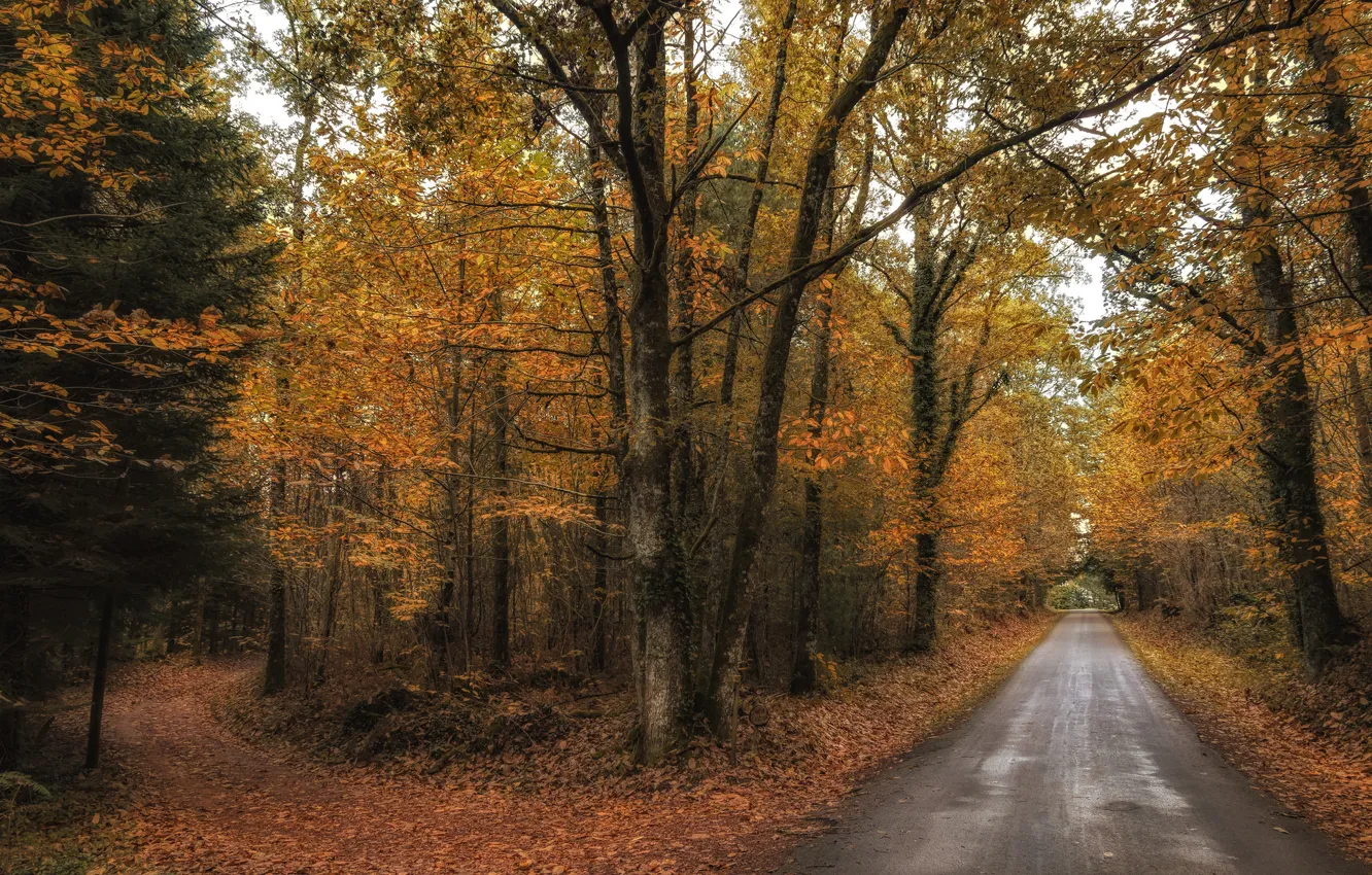 Photo wallpaper road, autumn, forest, leaves, trees, the way