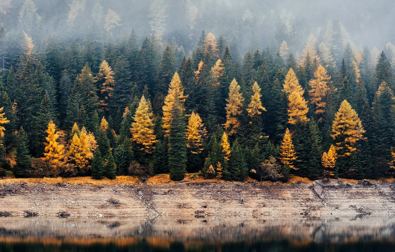 Photo wallpaper forest, yellow, fog