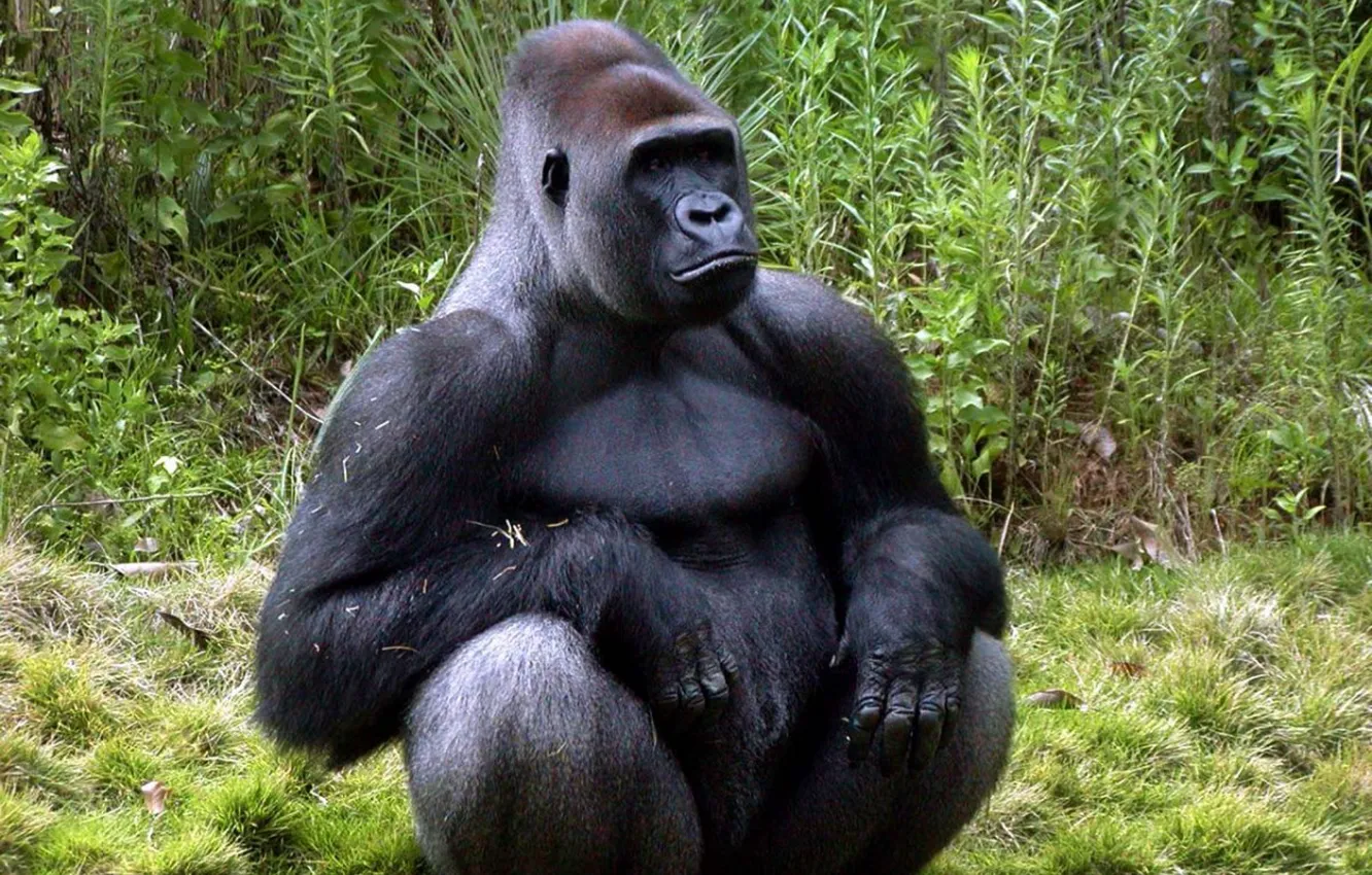 Photo wallpaper animal, wildlife, Ape, Gorilla, monky