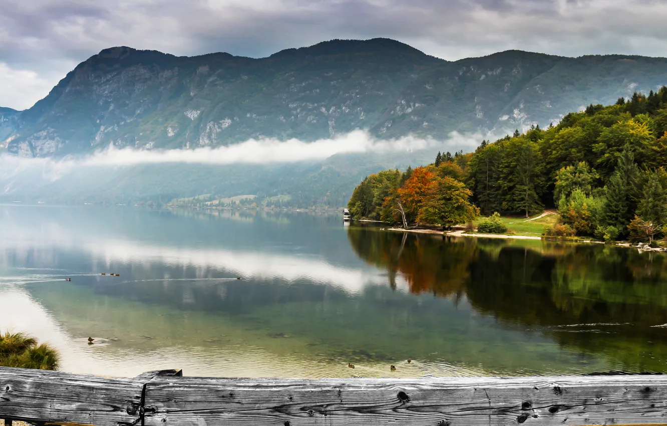 Photo wallpaper forest, mountains, fog, lake, duck