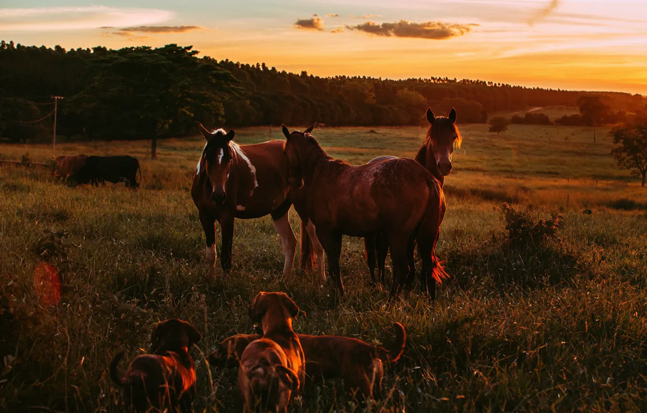 Photo wallpaper field, forest, the sky, sunset, nature, horse, horse, dog