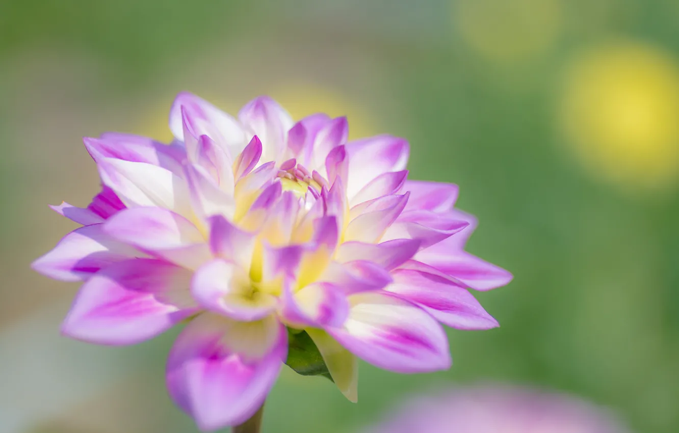 Photo wallpaper nature, paint, petals, buds