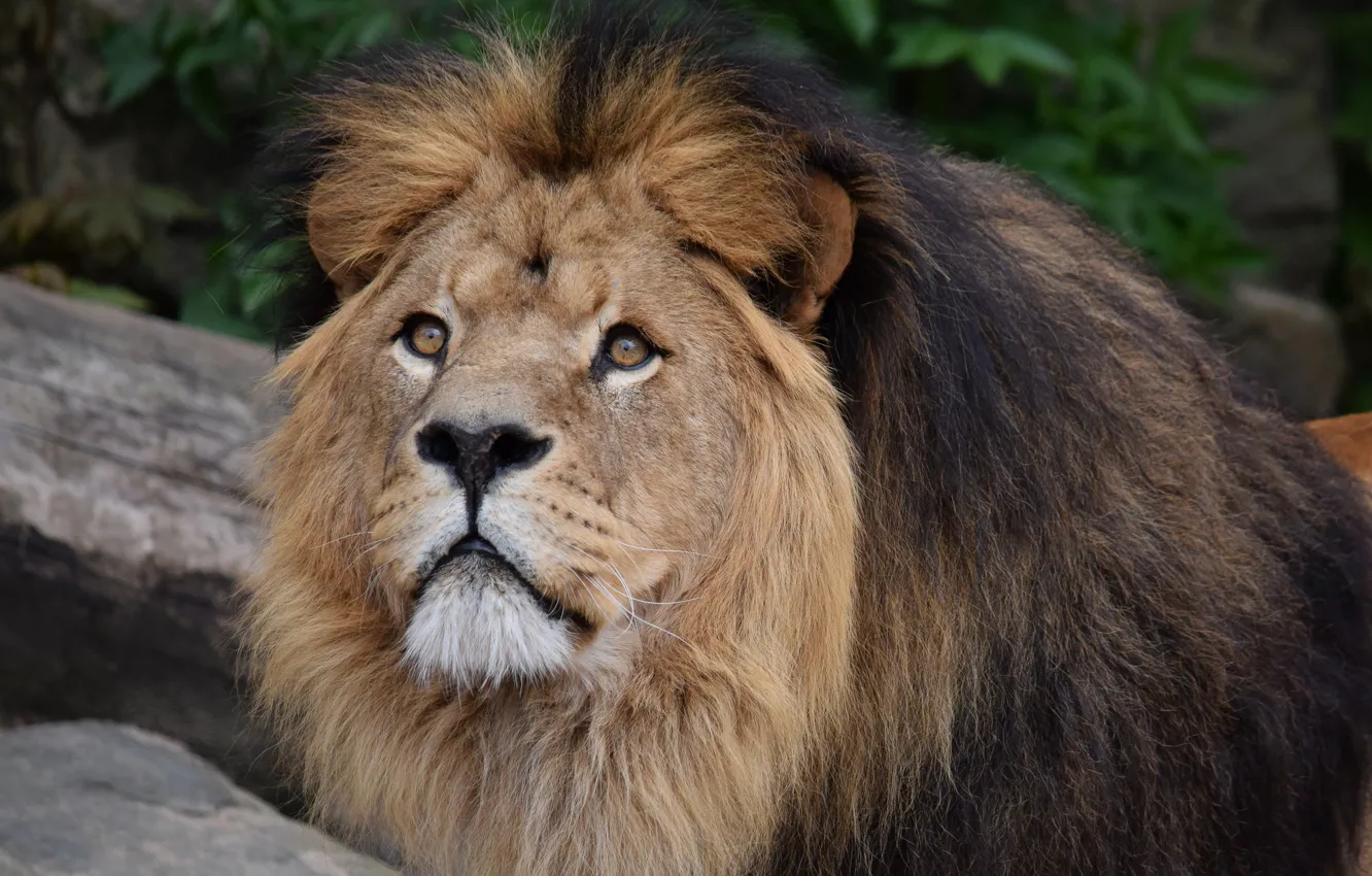 Photo wallpaper Leo, mane, beast