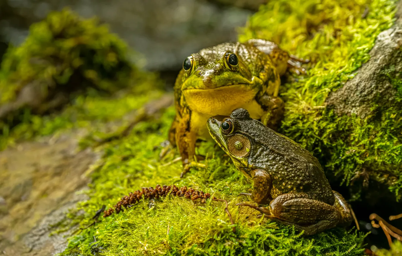Photo wallpaper greens, moss, frog, dampness
