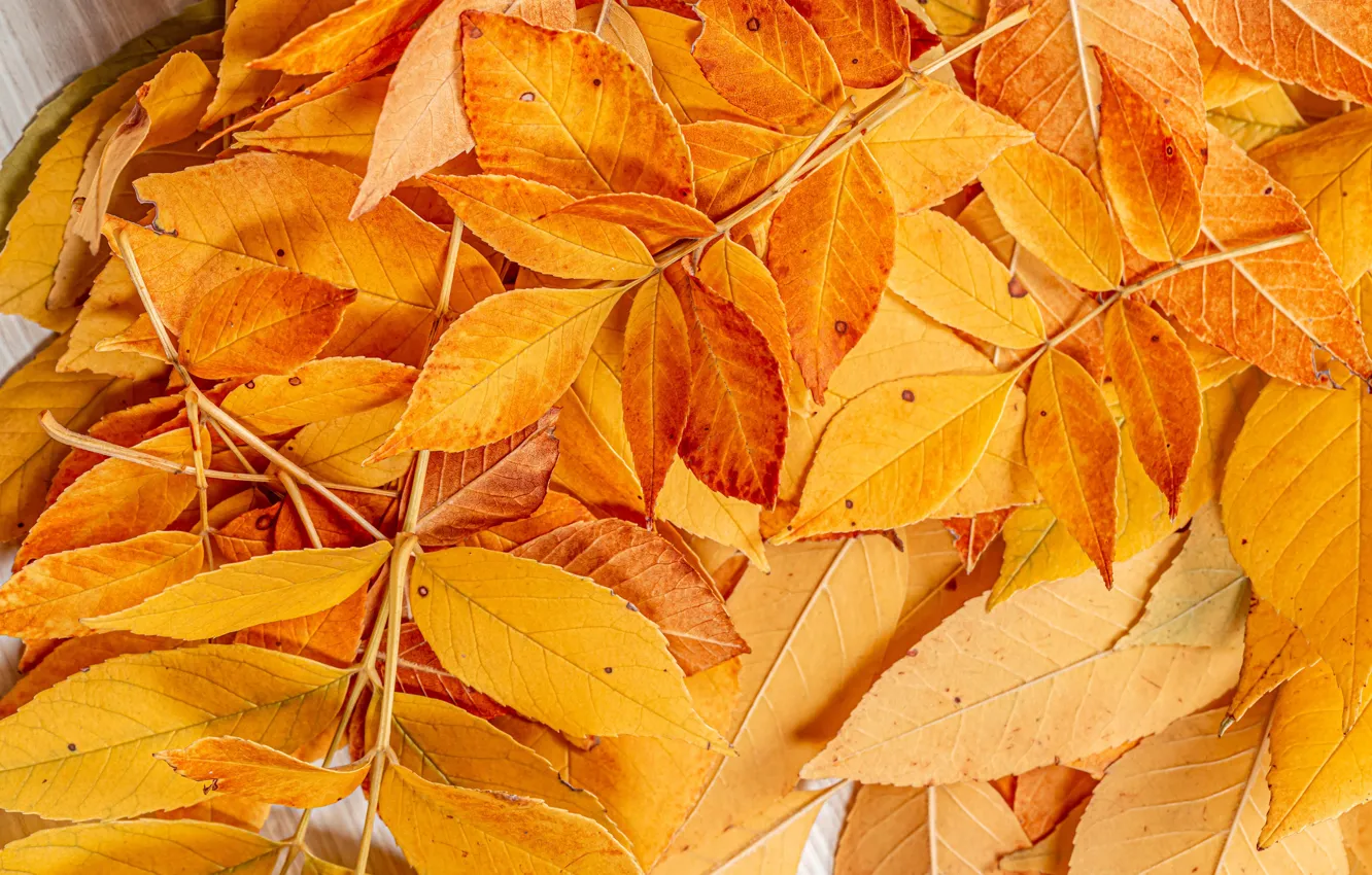 Photo wallpaper autumn, leaves, photo