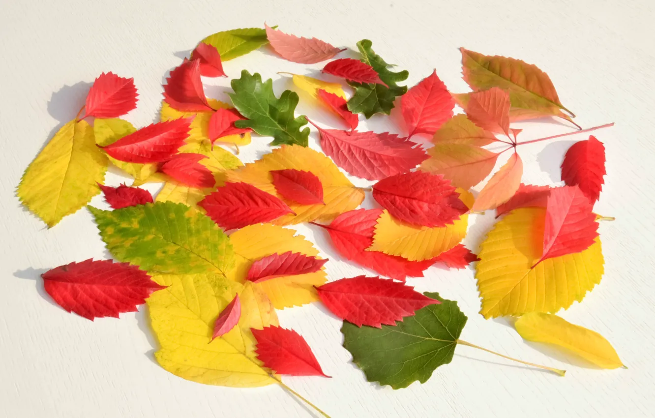 Photo wallpaper autumn, leaves, paint