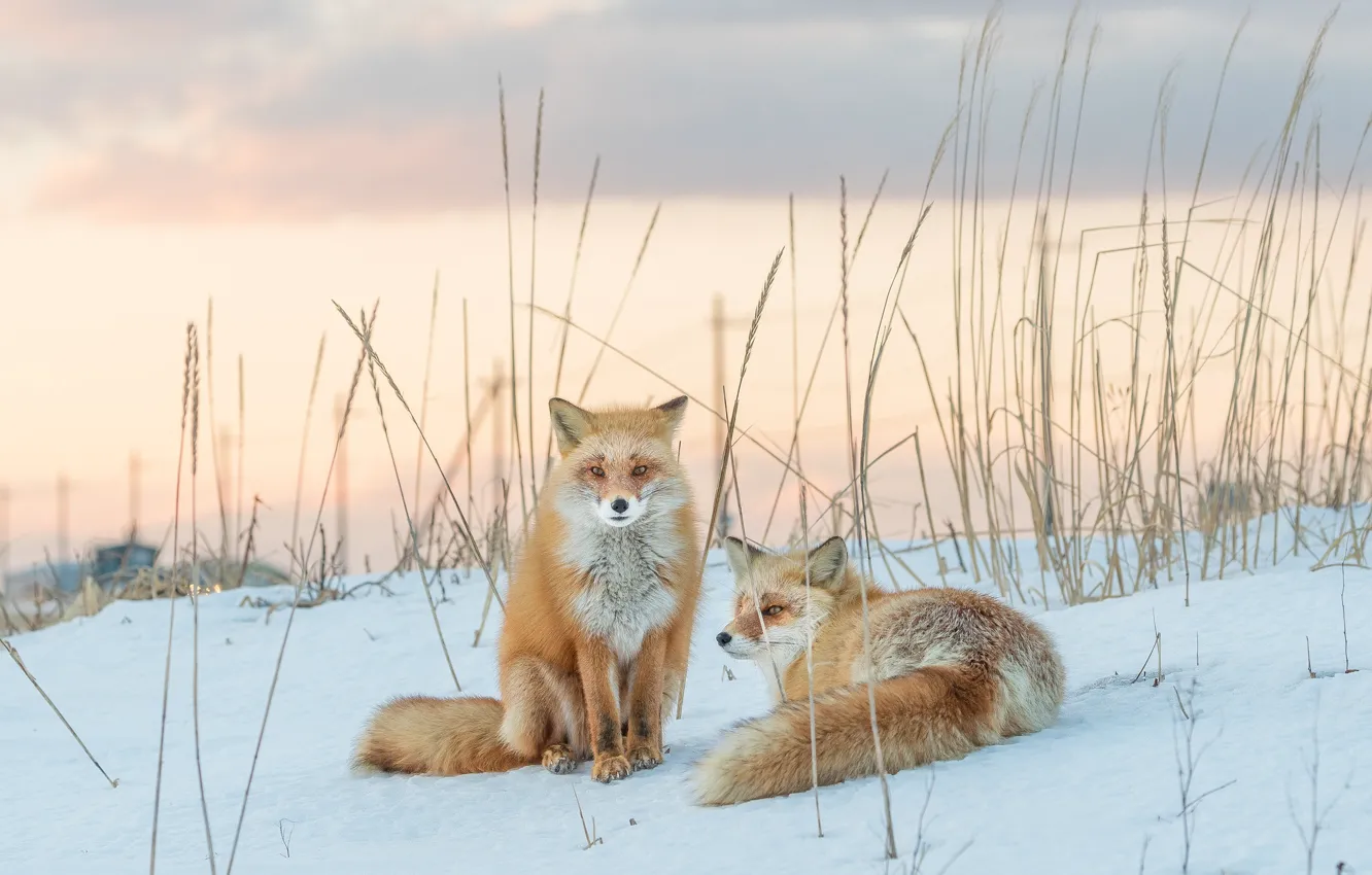 Photo wallpaper snow, Fox, red, a couple